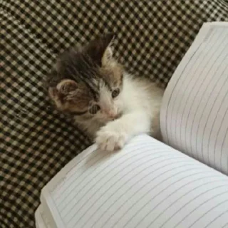 🐈