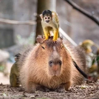 🐒
