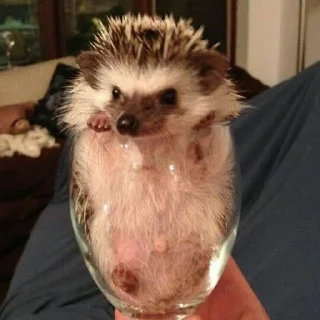 🍾