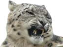 😾
