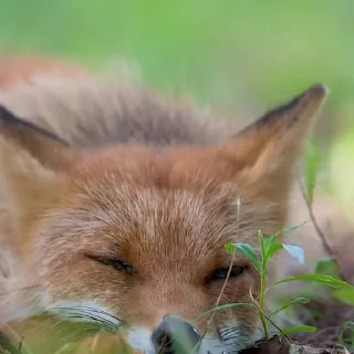 🤩
