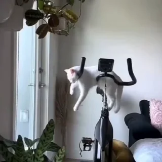 🐈