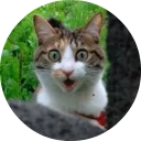 🐱
