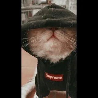 😼