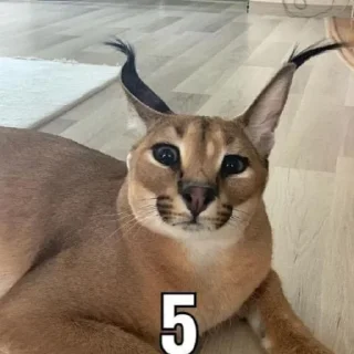 5️⃣