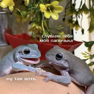 🥺