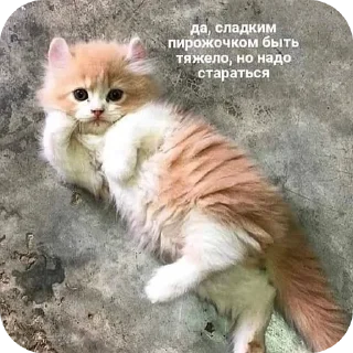 🐱
