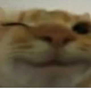 😽