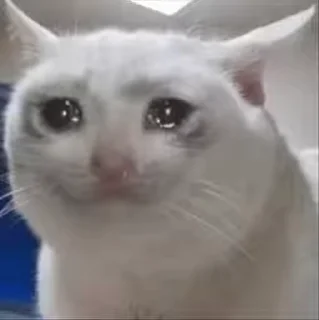 😿