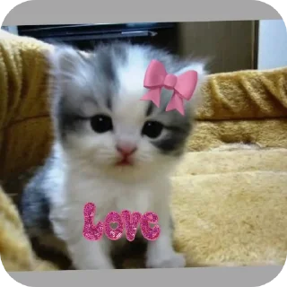 🐱