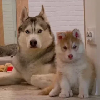 🌟