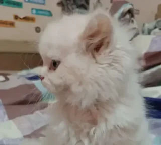😺