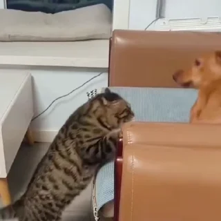 🐈