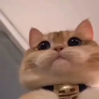 🐱