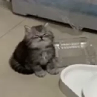 🐈‍⬛