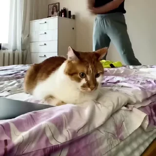 🐾