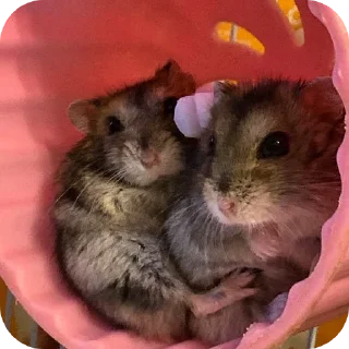 Hamster   @stickerslovez