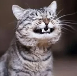 😸
