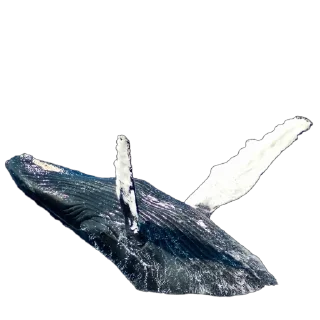 🐳