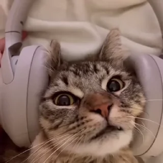 🎧