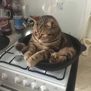 🍳