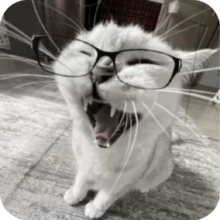 🐱