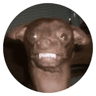 🐶