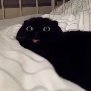 🐈