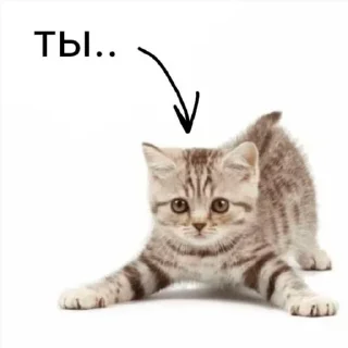 🐈