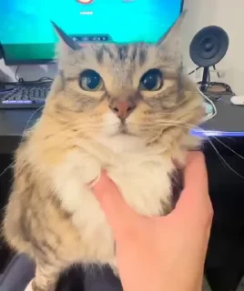 🌟