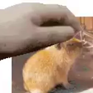 🦦
