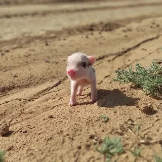 😊