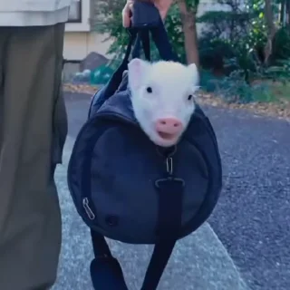🐽