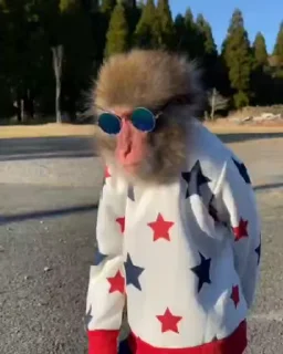🐵