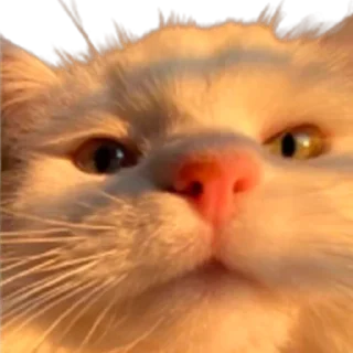 😺
