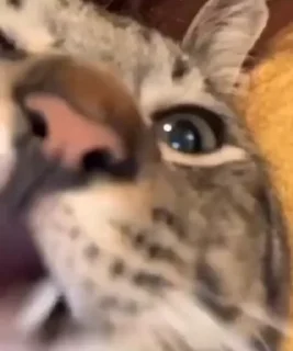 🍴