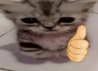 😺