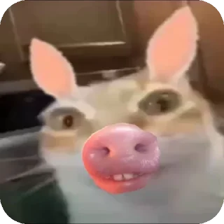🐷