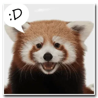 RED PandA @stickersb2b