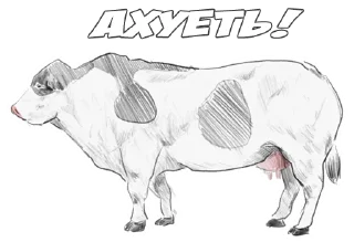 @cowslife