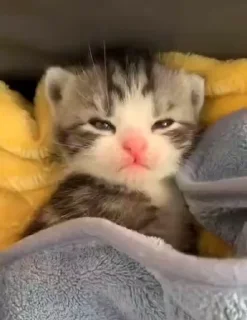 🌟