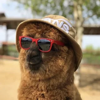 😎