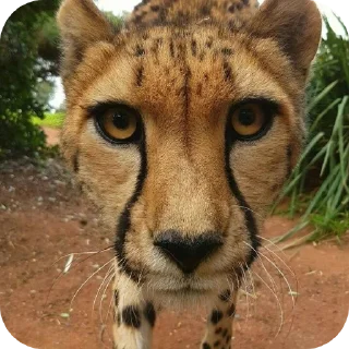 🦁