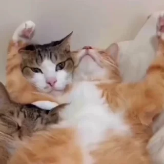 🐈