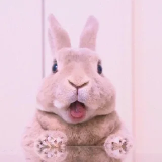 🐰