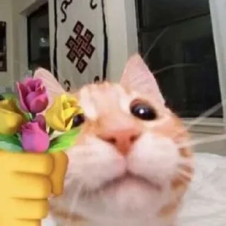 🌺