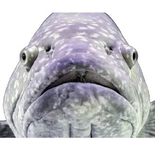 🎣