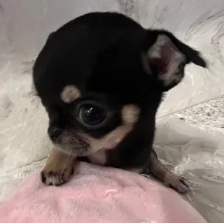 🤩