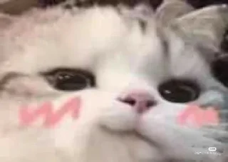 🐱
