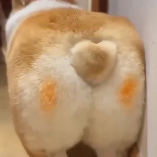 🐶